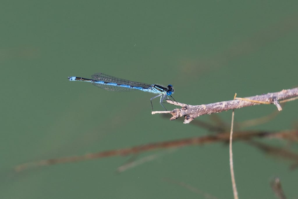 Erythromma lindenii, Kanaaljuffer
