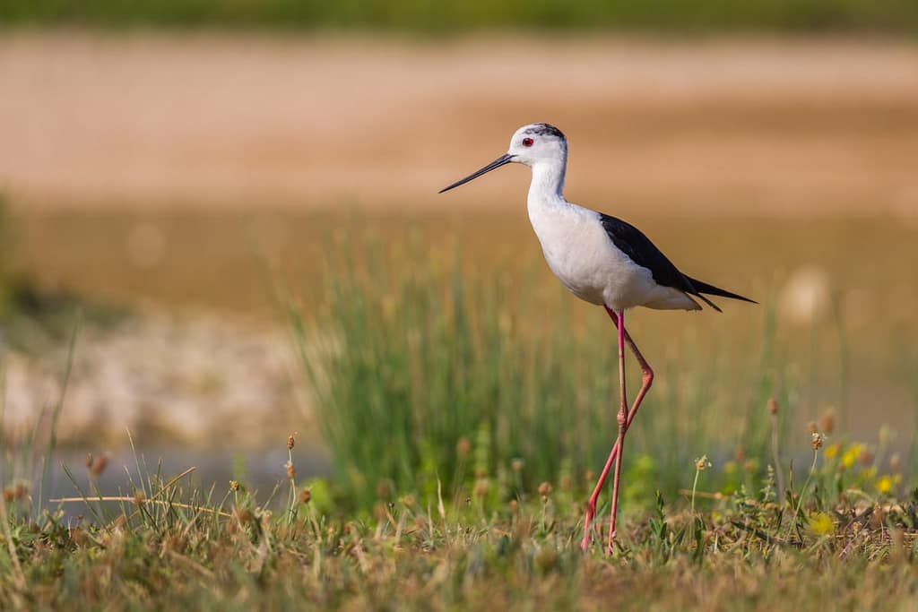 Himantopus himantopus, Steltkluut