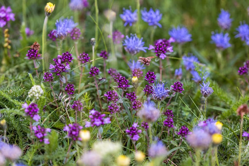 Wilde bloemen in Vallée de Soulcem