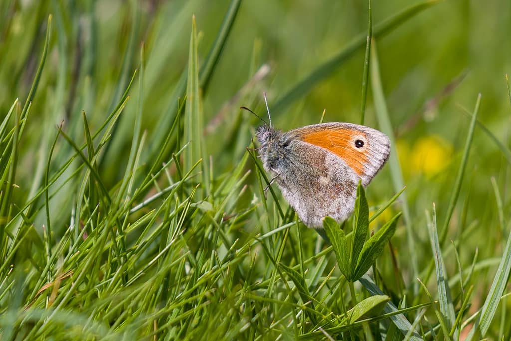 Coenonympha pamphilus, Hooibeestje
