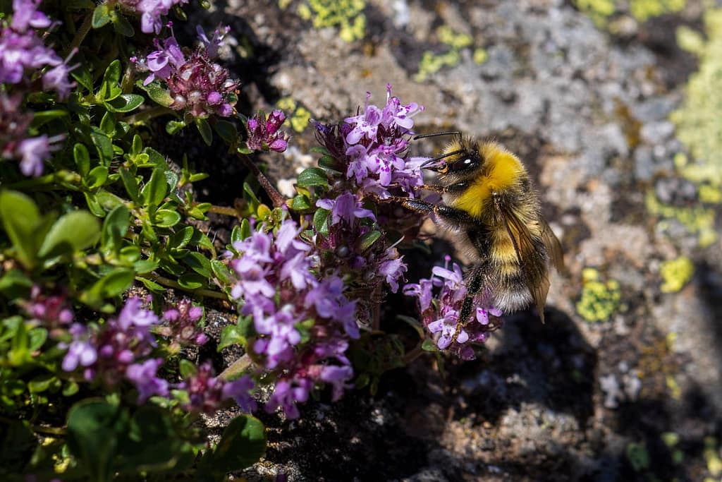 Bombus lucorum, Veldhommel