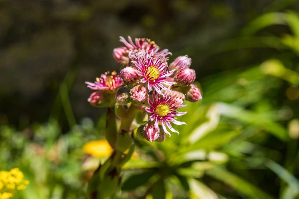 Sempervivum arachnoideum, Spinnenwebhuislook