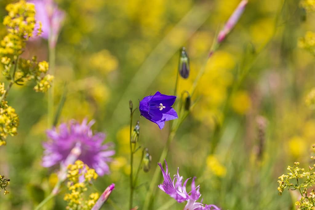 Campanula rotundifolia, Grasklokje