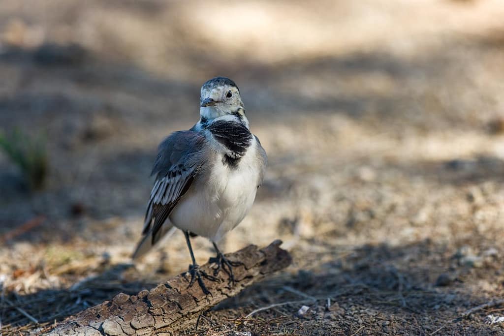 Motacilla alba, Witte kwikstaart