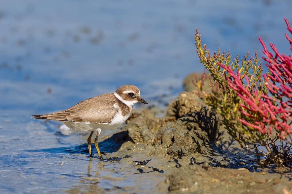 Charadrius hiaticula, Bontbekplevier