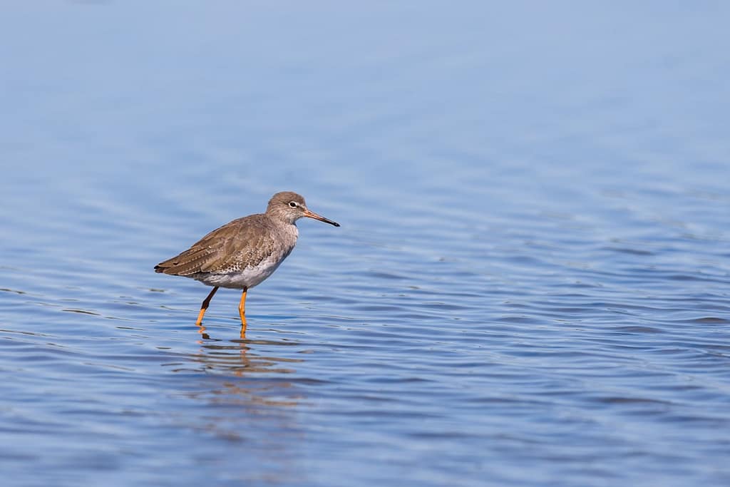 Tringa totanus, Tureluur