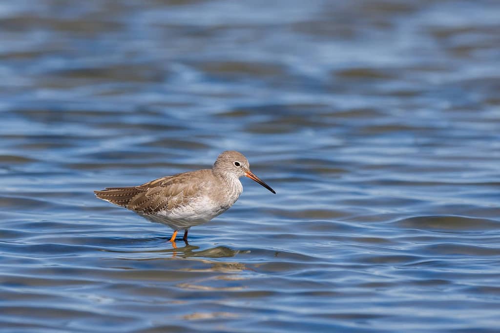 Tringa totanus, Tureluur