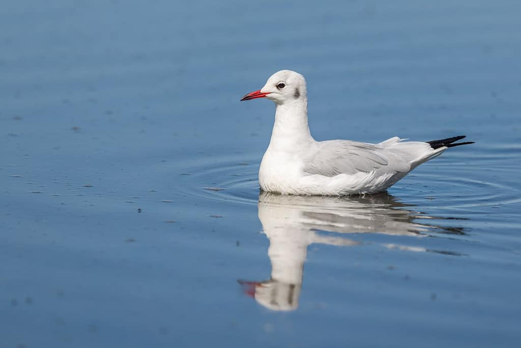 Chroicocephalus ridibundus, Kokmeeuw