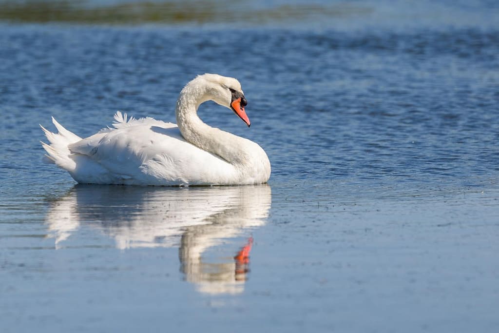 Cygnus olor, Knobbelzwaan