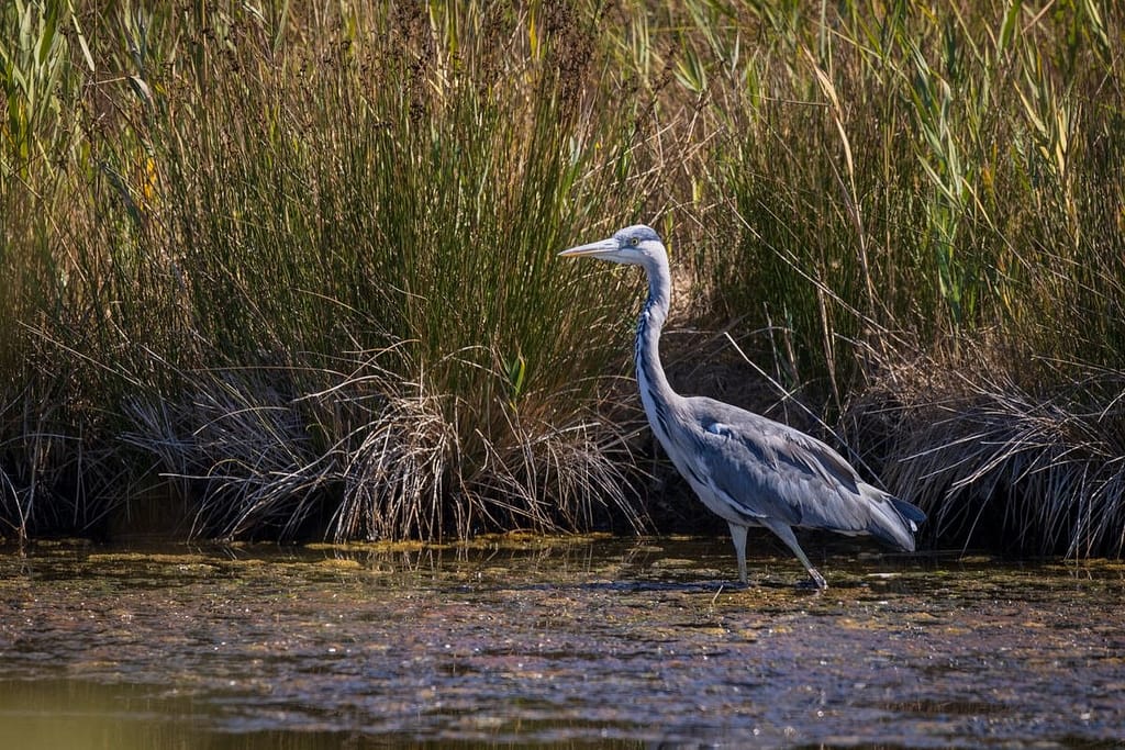 Ardea cinerea, Blauwe reiger