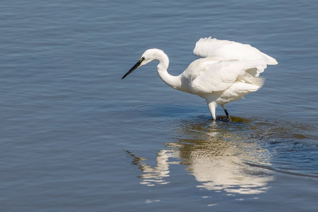 Egretta garzetta, Kleine zilverreiger
