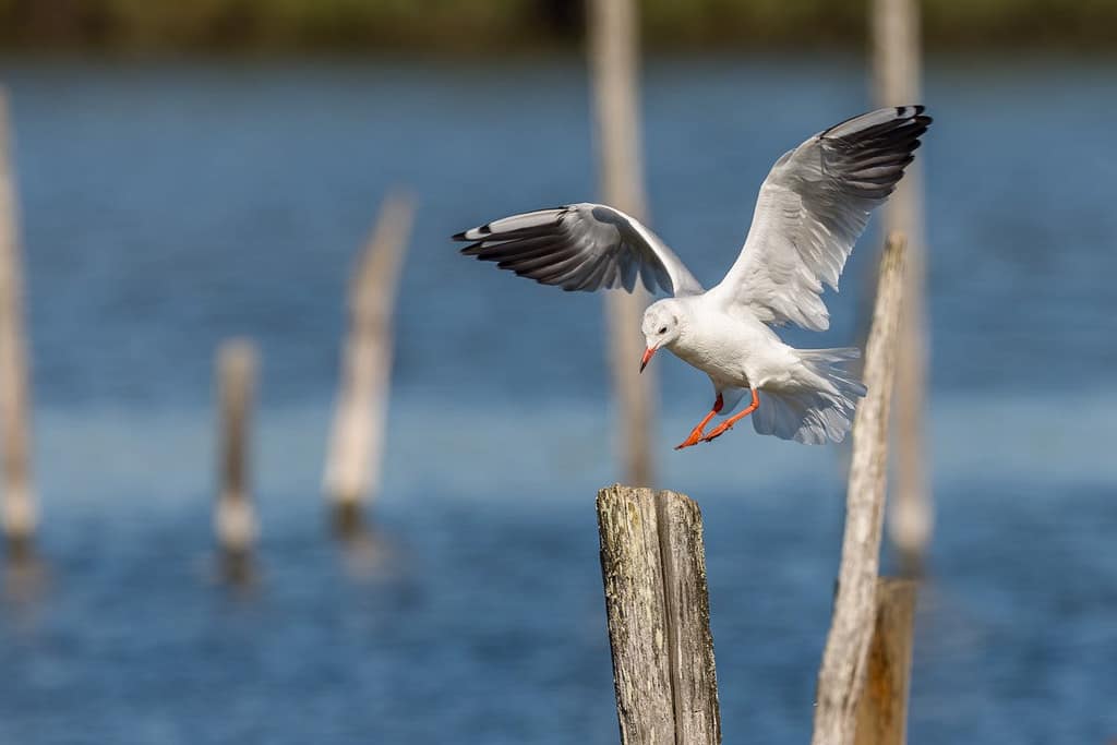 Chroicocephalus ridibundus, Kokmeeuw