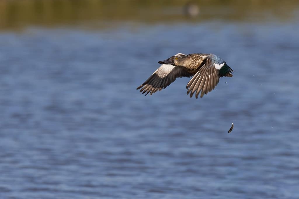 Spatula clypeata, Slobeend