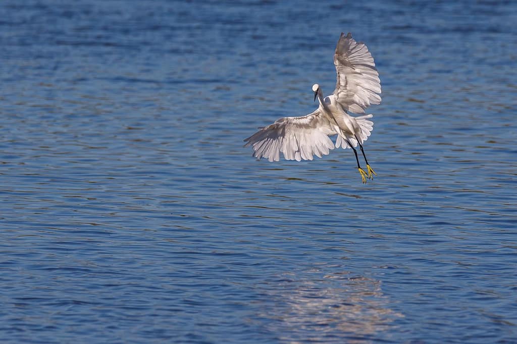 Egretta garzetta, Kleine zilverreiger