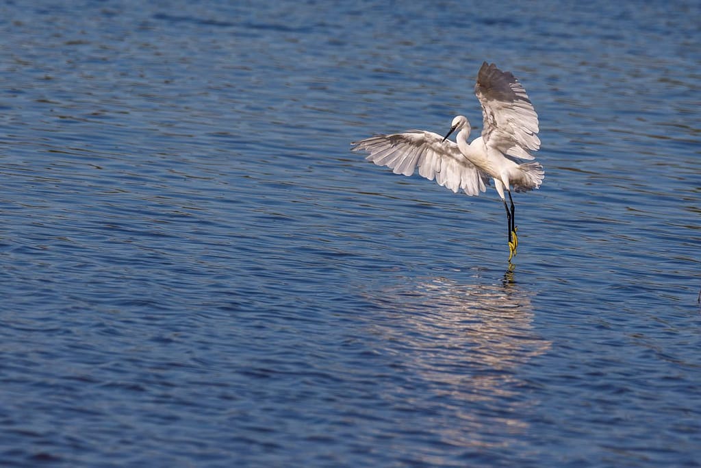 Egretta garzetta, Kleine zilverreiger