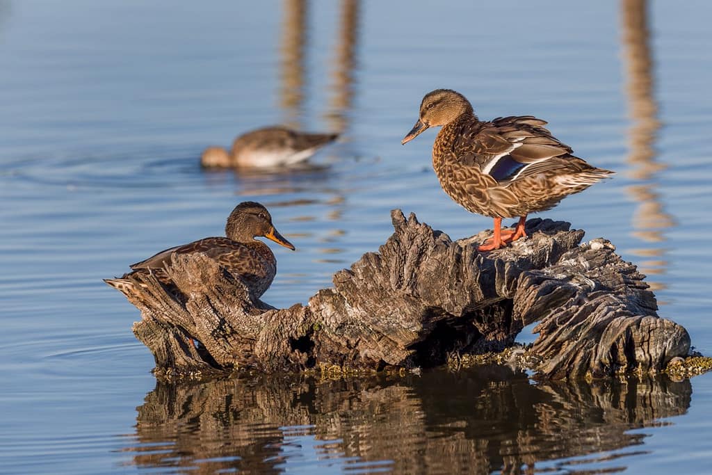 Anas platyrhynchos, Wilde eend