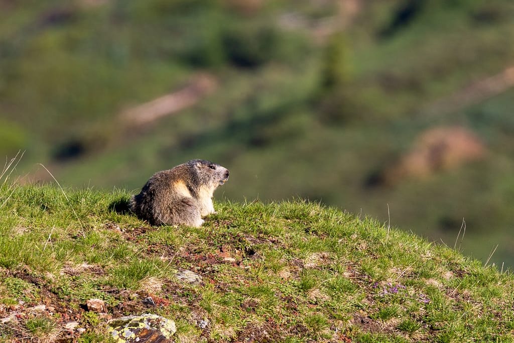 Marmota marmota, Alpenmarmot
