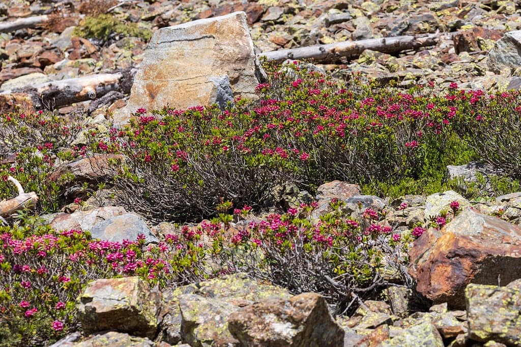 Rhododendron ferrugineum