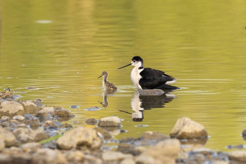 Himantopus himantopus, Steltkluut