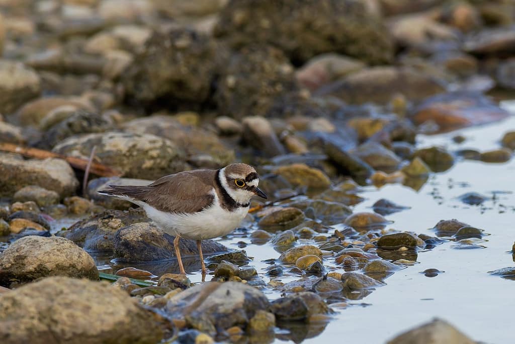 Charadrius dubius, Kleine plevier