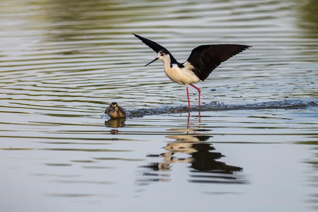 Himantopus himantopus, Steltkluut