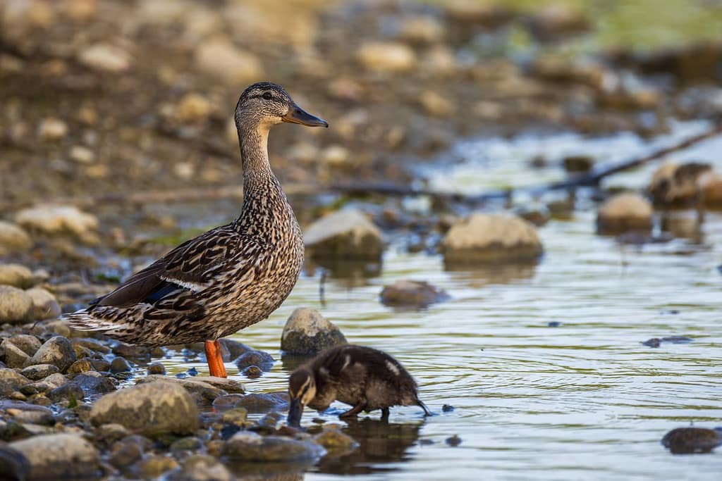 Anas platyrhynchos, Wilde eend