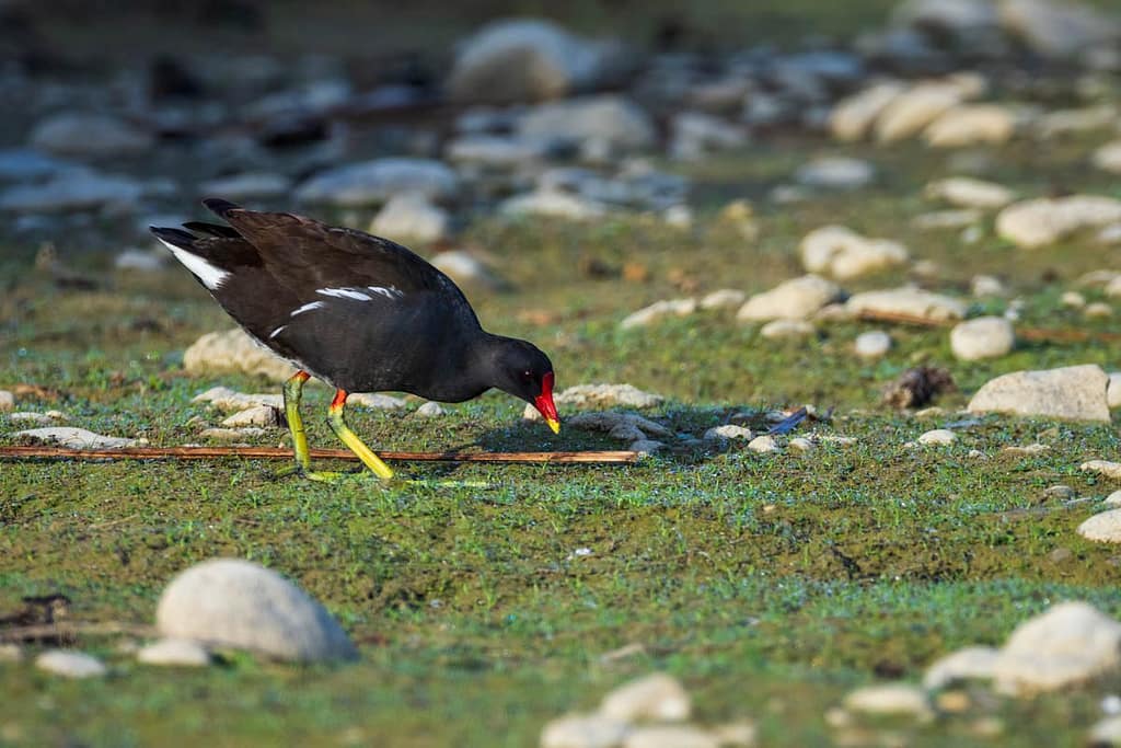 Gallinula chloropus, Waterhoen