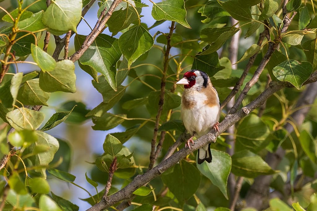 Carduelis carduelis, Putter