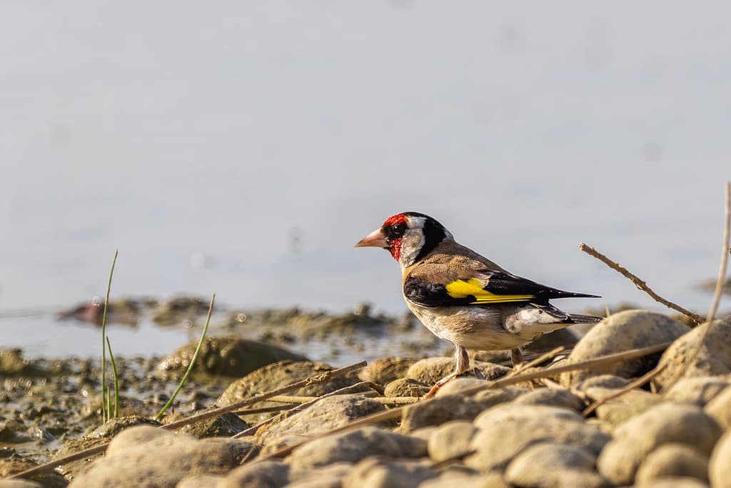Carduelis carduelis, Putter
