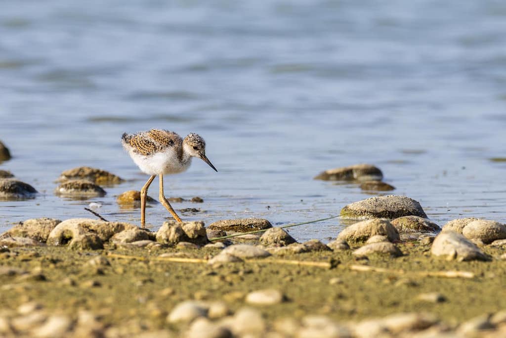 Himantopus himantopus, Steltkluut Juveniel