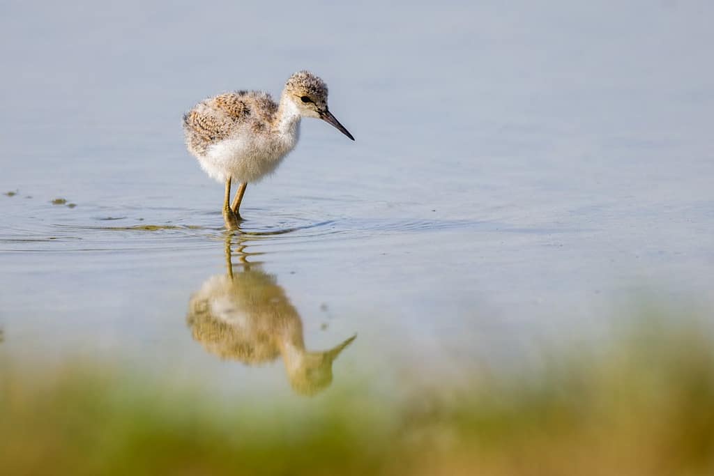 Himantopus himantopus, Steltkluut Juveniel