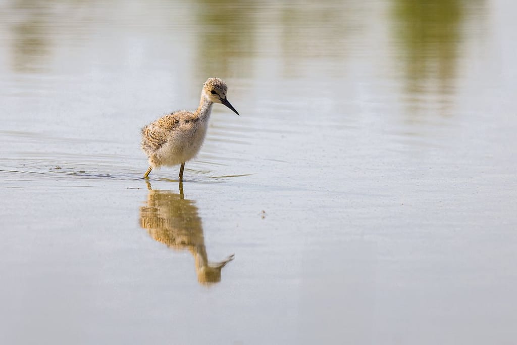 Himantopus himantopus, Steltkluut Juveniel