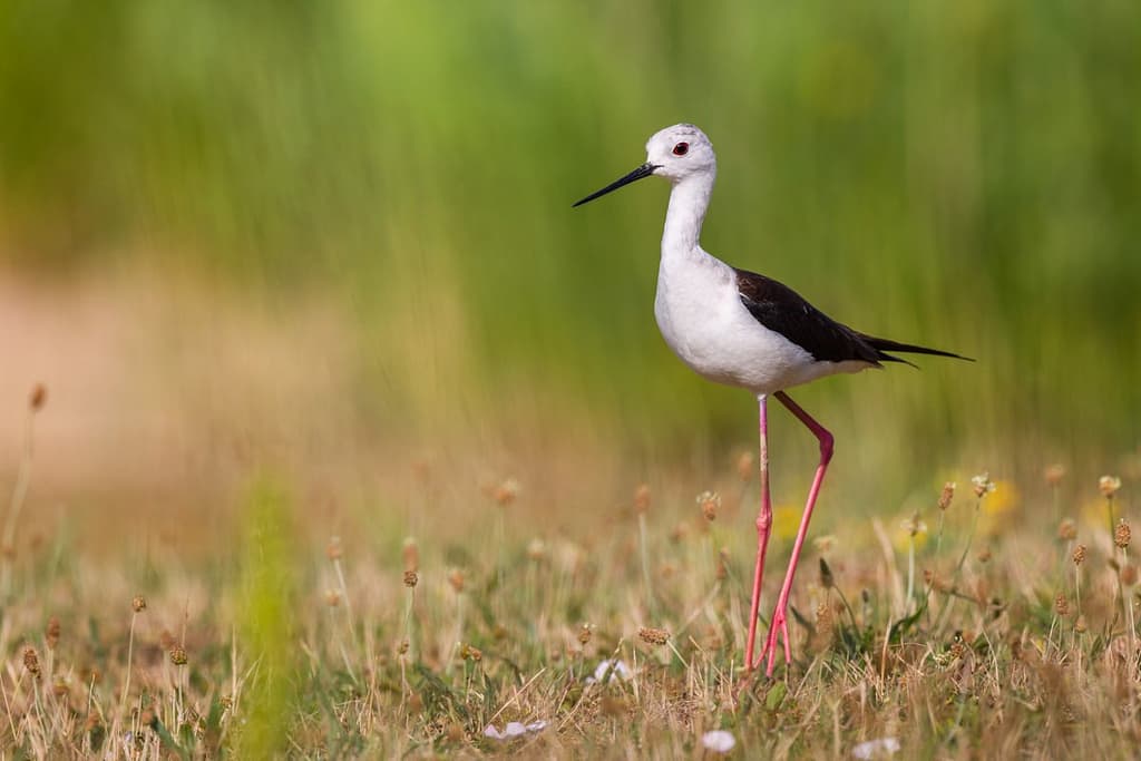 Himantopus himantopus, Steltkluut