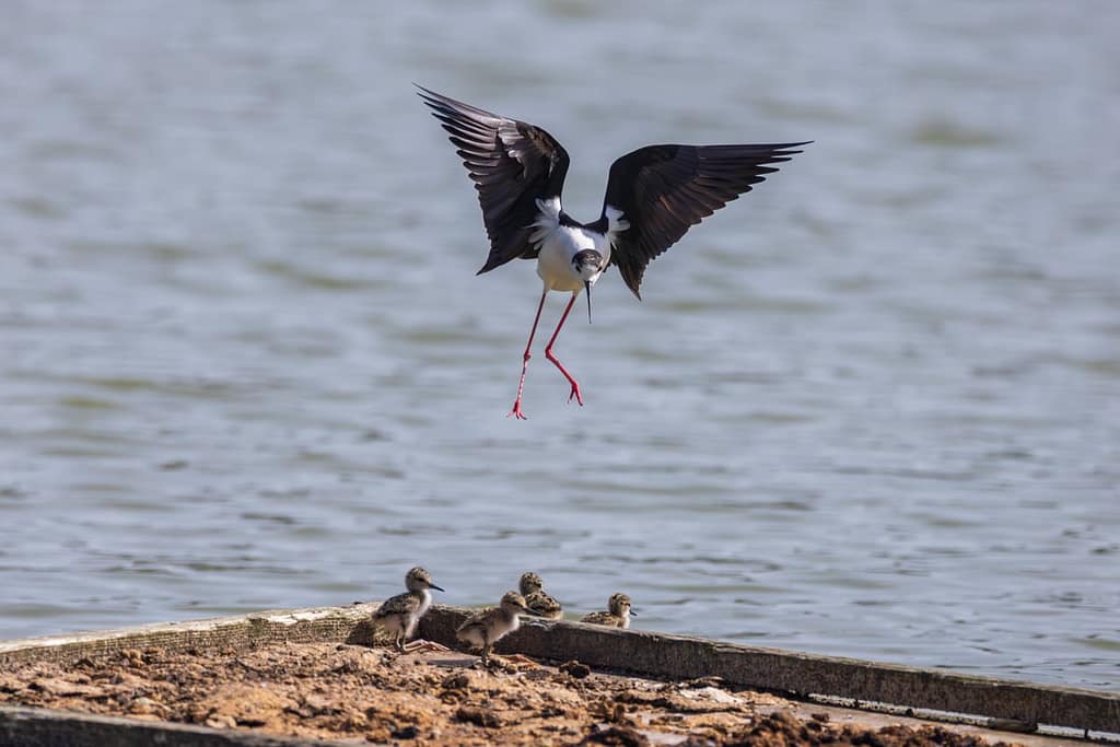 Himantopus himantopus, Steltkluut