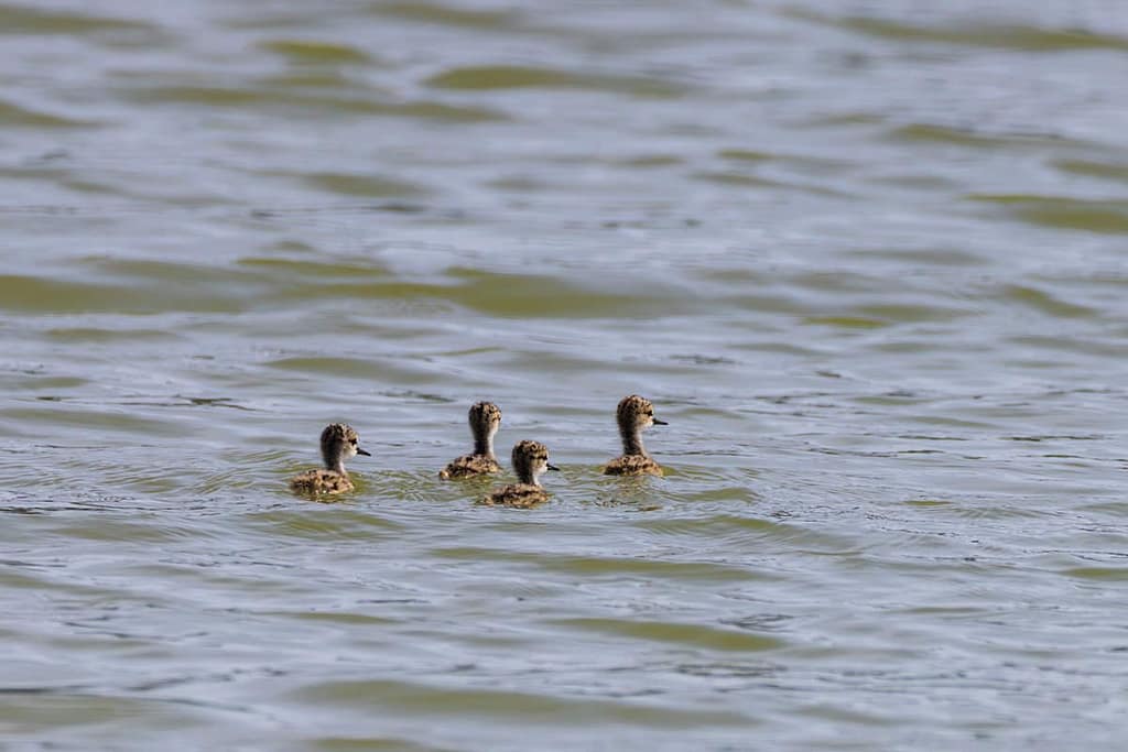 Himantopus himantopus, Steltkluut Juveniel