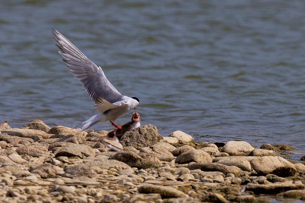 Sterna Hirundo, Visdief