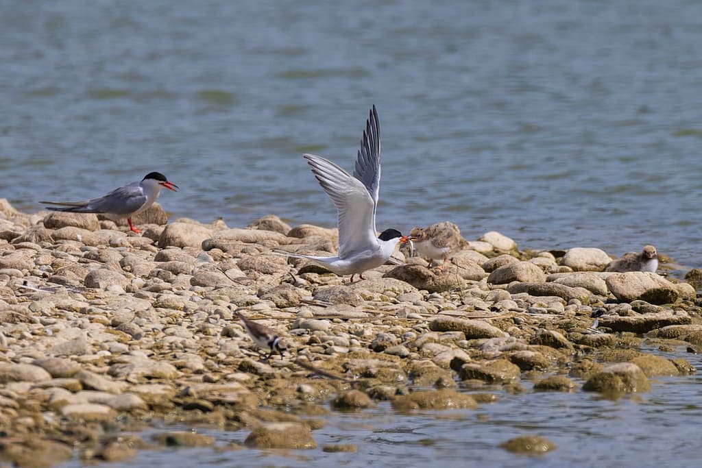 Sterna Hirundo, Visdief