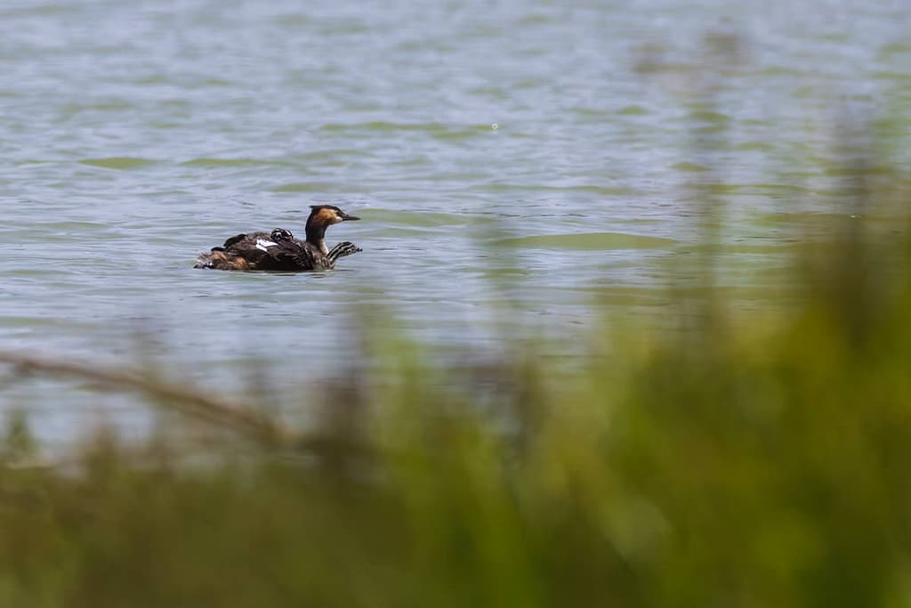 Podiceps cristatus, Fuut