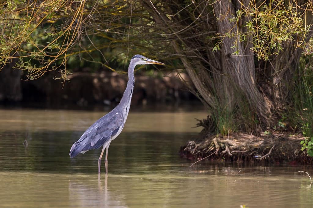 Ardea cinerea, Blauwe reiger