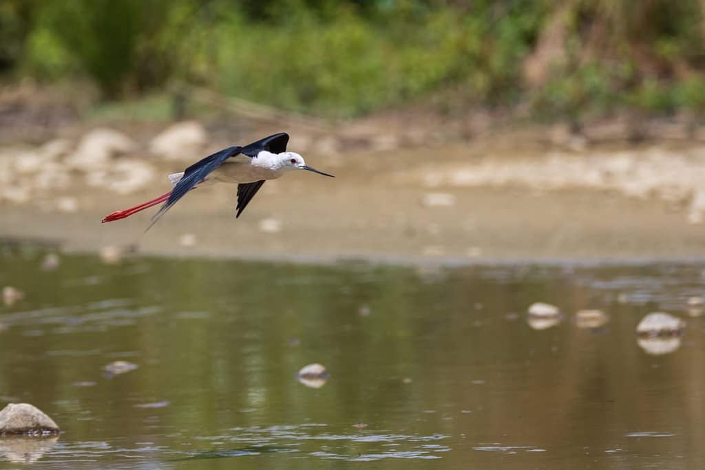 Himantopus himantopus, Steltkluut