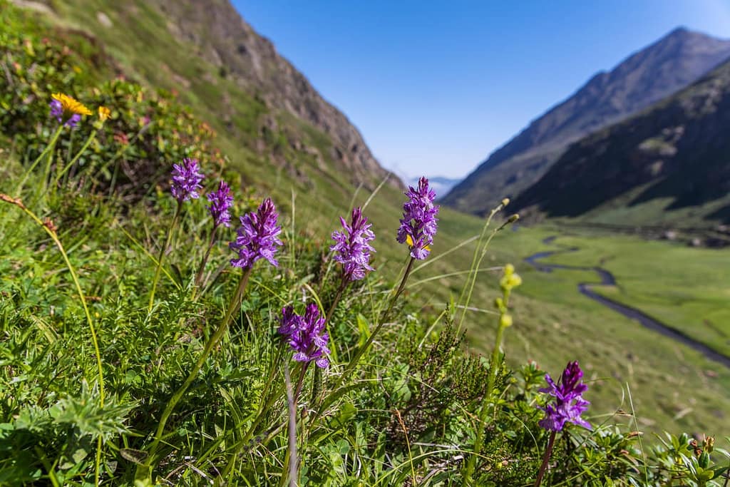 Gevlekte Orchis in Vallée de Soulcem