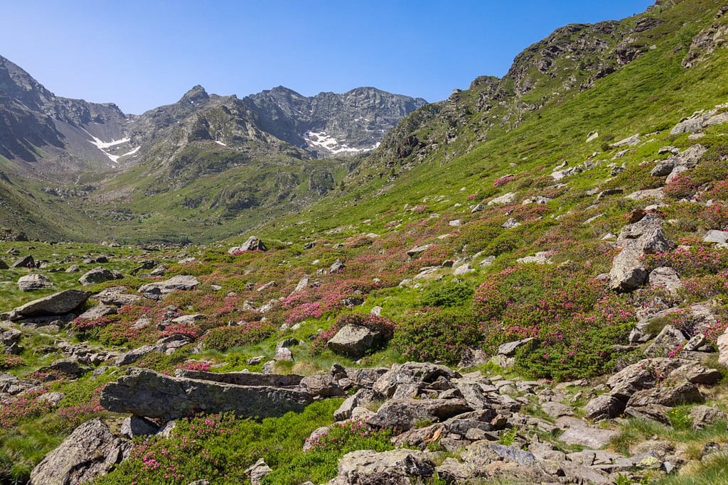 Rododendrons in de Vallée de Soulcem