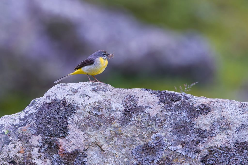 Motacilla cinerea, Grote gele kwikstaart