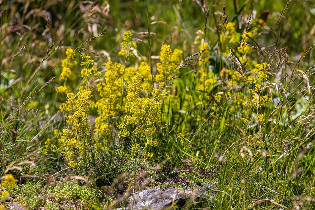 Galium verum, Geel walstro