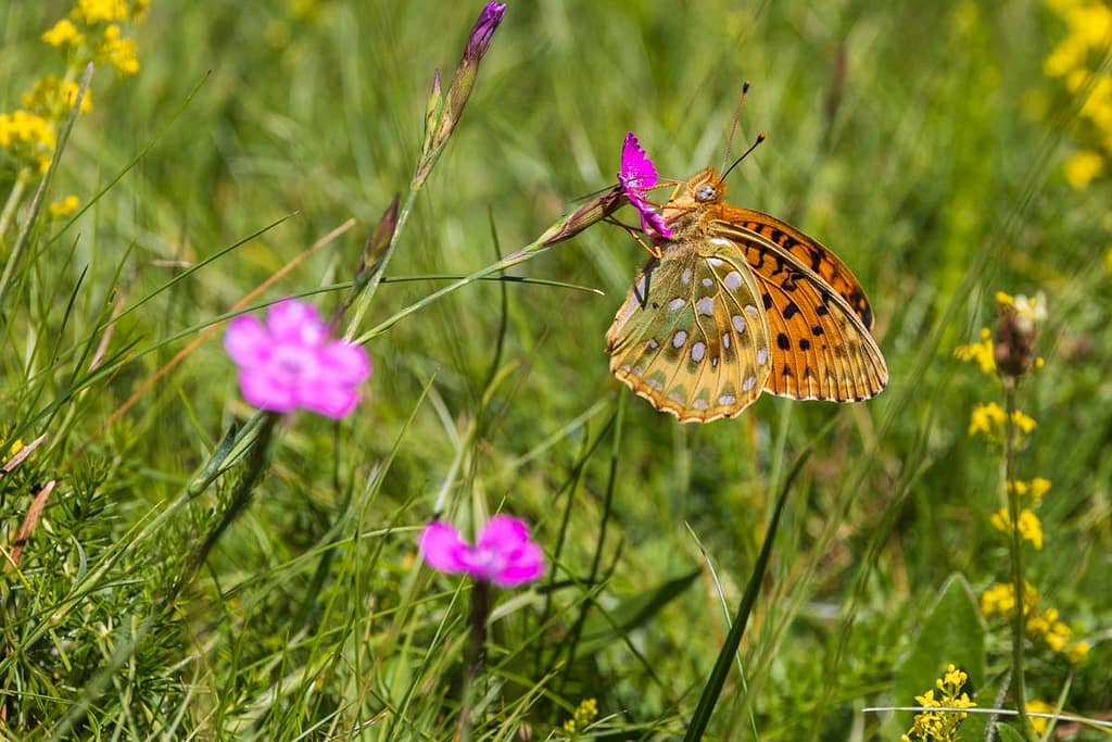 Argynnis aglaja, Grote parelmoervlinder