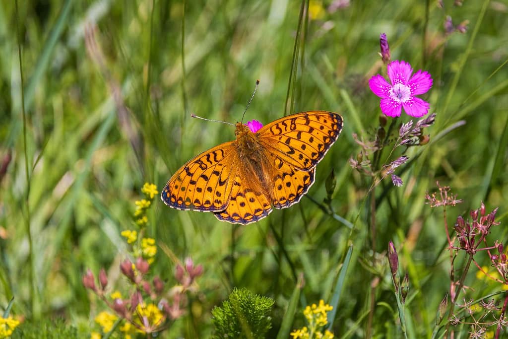 Argynnis aglaja, Grote parelmoervlinder