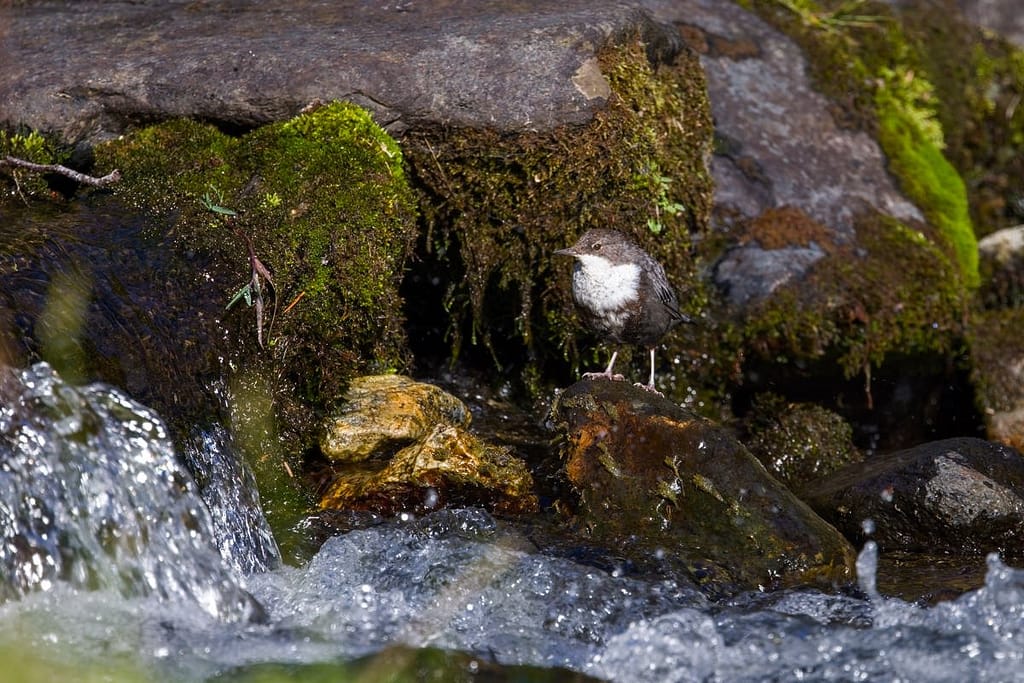 Cinclus cinclus, Waterspreeuw