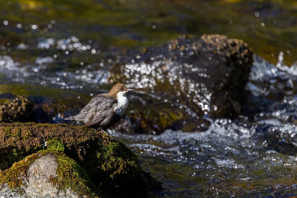 Cinclus cinclus, Waterspreeuw