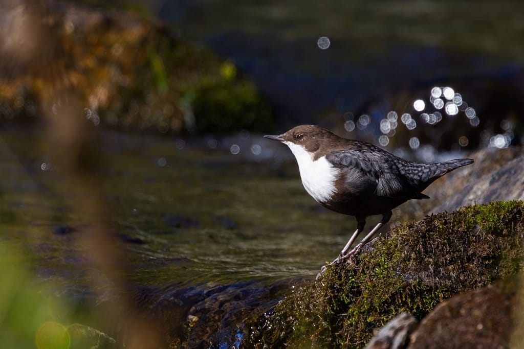 Cinclus cinclus, Waterspreeuw