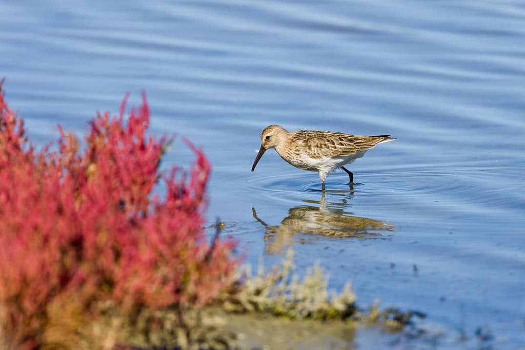 Calidris alpina, Bonte Strandloper